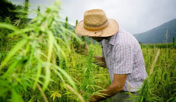 Hemp farmer in a field