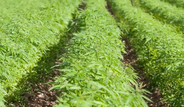 Rows of hemp growing on a farm