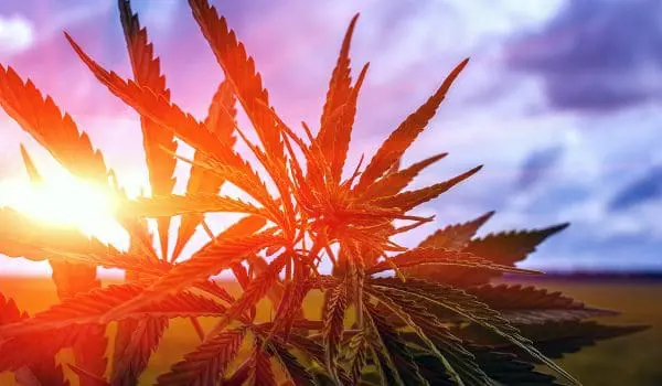 A close-up view of cannabis leaves with the sun setting behind them and clouds in the sky.