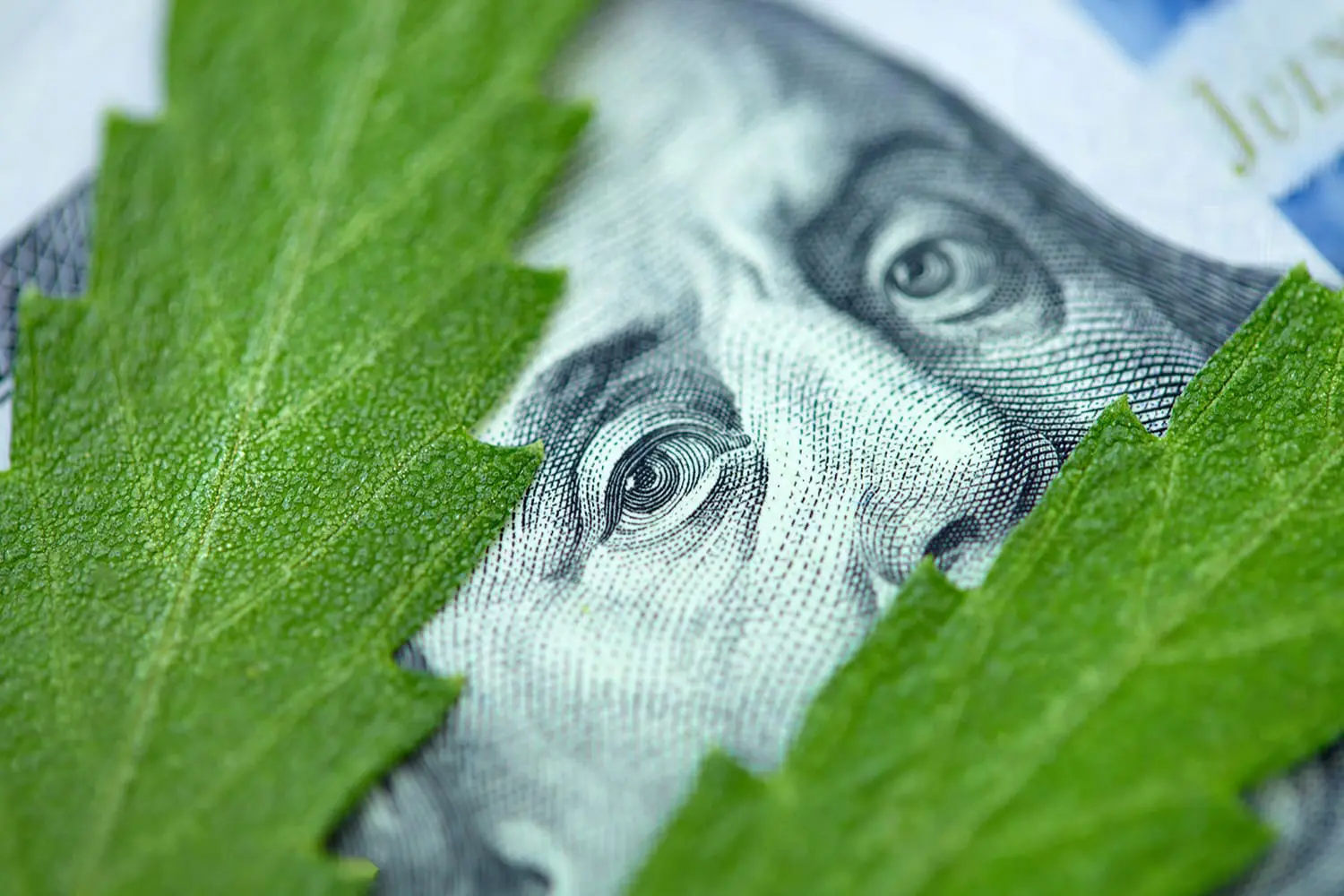 A close-up of a hundred-dollar bill with a portrait of Benjamin Franklin, partially covered by green leaves.