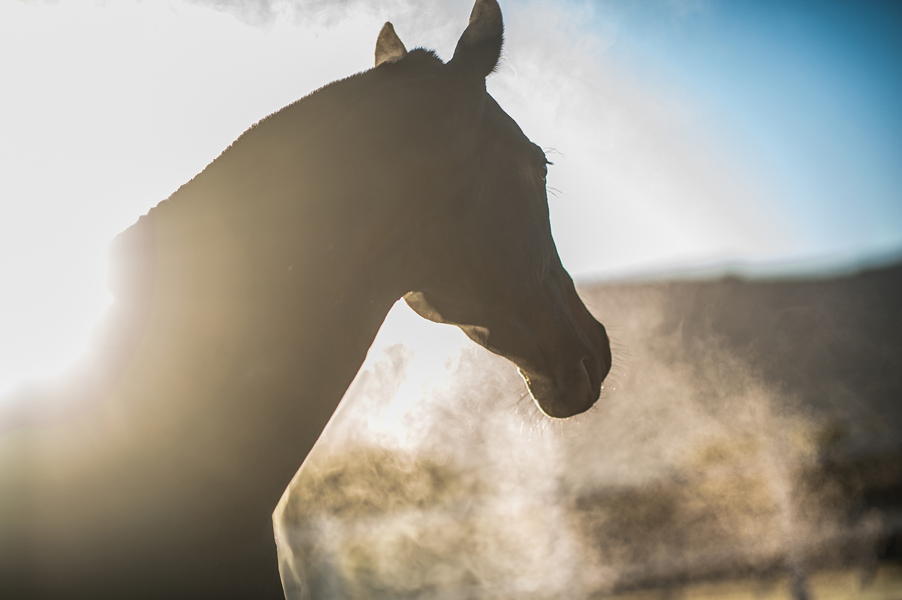 Case study: U.S. district court rules thoroughbred “claiming jail ...