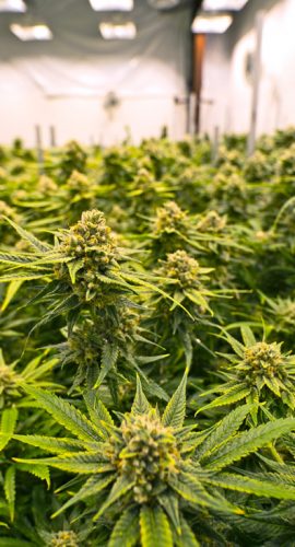 Medical Marijuana growing in greenhouse