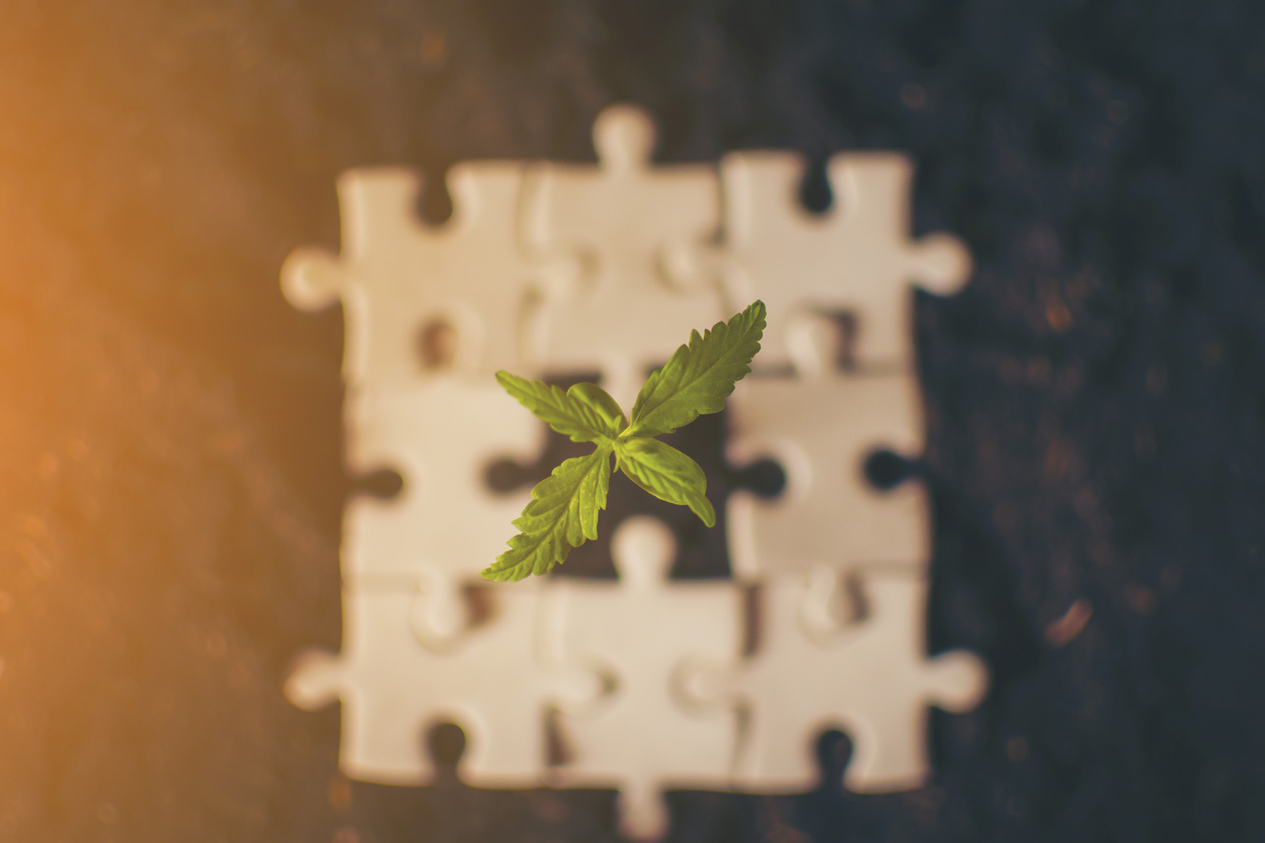 Medical Cannabis Plant in a Puzzle