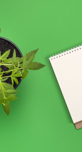 Hemp or cannabis plant in black flower pot and white modern blank notebook with copy space and green pencil. Top view flat lay banner. Business, office or education concept with copy space.