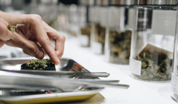 Owner preparing cannabis buds products for grinding using marijuana grinder on the table at cannabis shop.