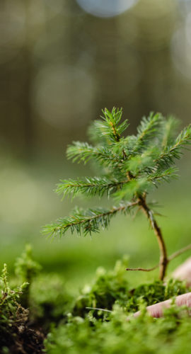 Close-up white woman planting a young fir tree in the forest,putting it down on the ground,focus on foreground