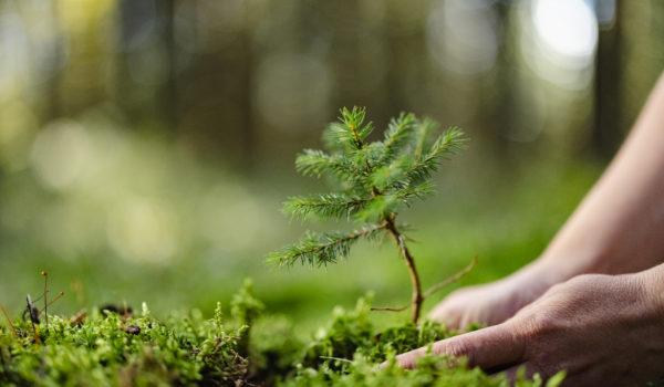 Close-up white woman planting a young fir tree in the forest,putting it down on the ground,focus on foreground