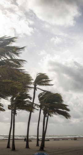 Palm Trees Before A Tropical Storm or Hurricane