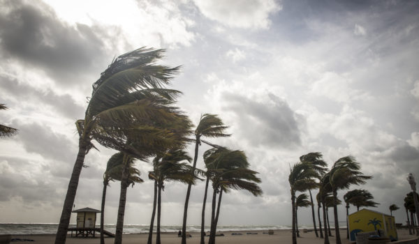 Palm Trees Before A Tropical Storm or Hurricane